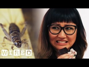 Vidéo p.197 - You'll be eating crickets soon!